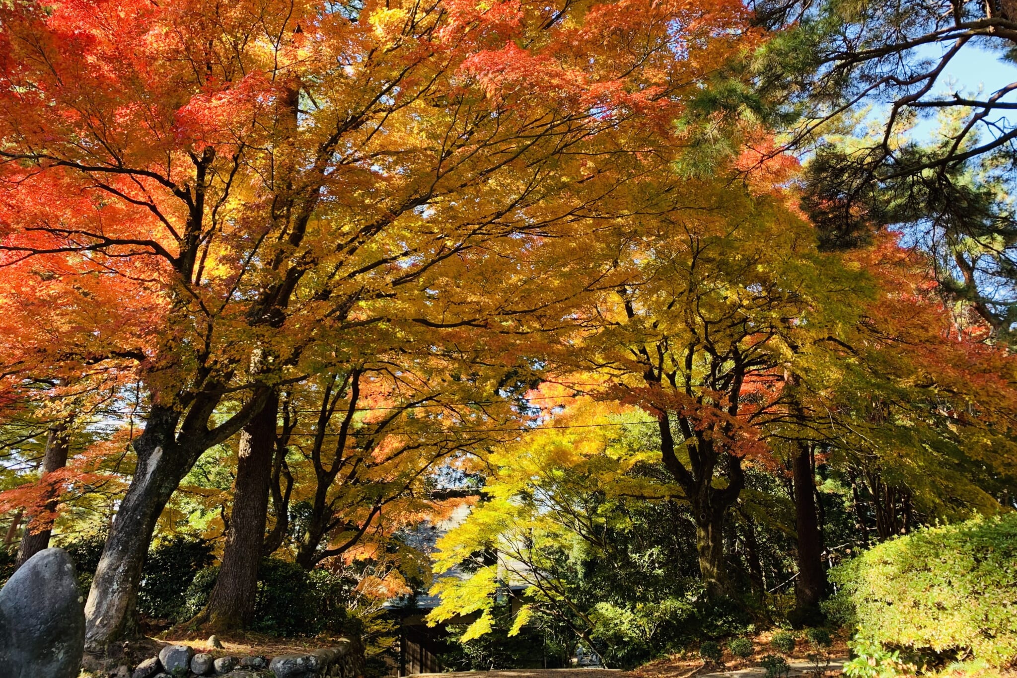 秋の寺家公園の紅葉